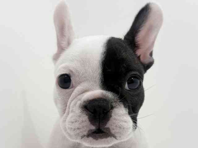 広島県のフレンチブルドッグ (ひごペットフレンドリーフジグラン神辺店/2026年2月12日生まれ/女の子/パイド)の子犬の1枚目の画像