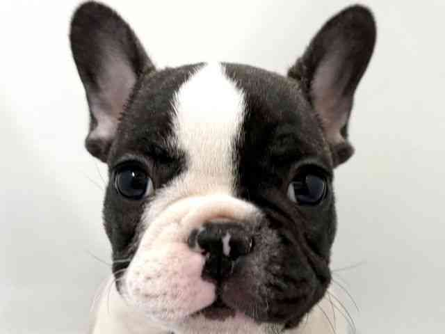 京都府のフレンチブルドッグ (ひごペットフレンドリー京都店/2026年2月12日生まれ/男の子/パイド)の子犬の1枚目の画像