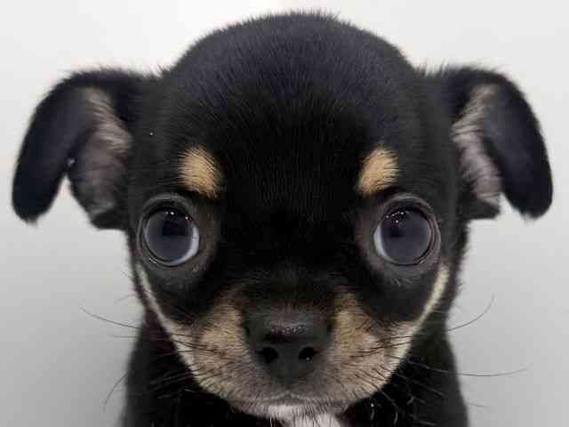 広島県のチワワ(スムース) (ひごペットフレンドリーフジグラン神辺店/2026年2月22日生まれ/男の子/ブラックタンホワイト)の子犬の1枚目の画像