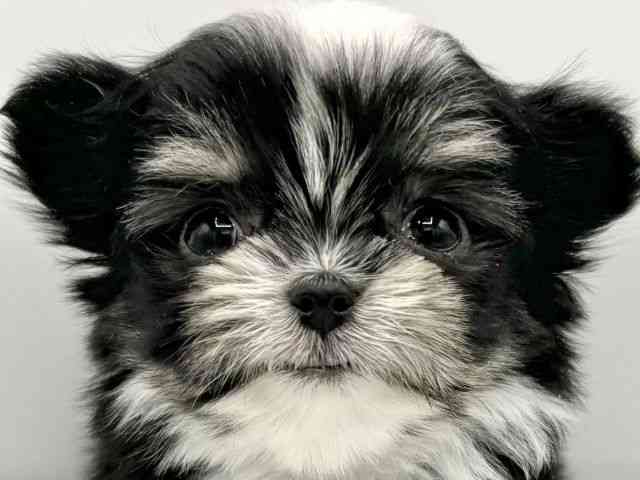 大阪府のチワマル/マルチワ(チワワ×マルチーズ) (ひごペットフレンドリーららぽーとEXPOCITY店/2026年2月22日生まれ/女の子/ブラッククリームホワイト)の子犬