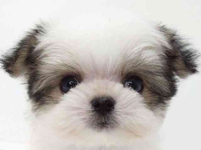 大阪府のチワマル/マルチワ(チワワ×マルチーズ) (ひごペットフレンドリーいこらもーる泉佐野店/2026年2月22日生まれ/男の子/ホワイトセーブル)の子犬の1枚目の画像