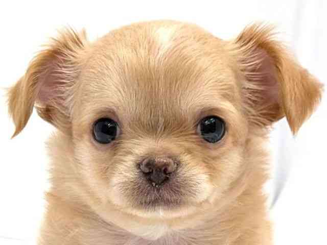 広島県のチワワ(ロング) (ひごペットフレンドリーゆめタウン廿日市店/2026年2月22日生まれ/男の子/クリームホワイト)の子犬の1枚目の画像