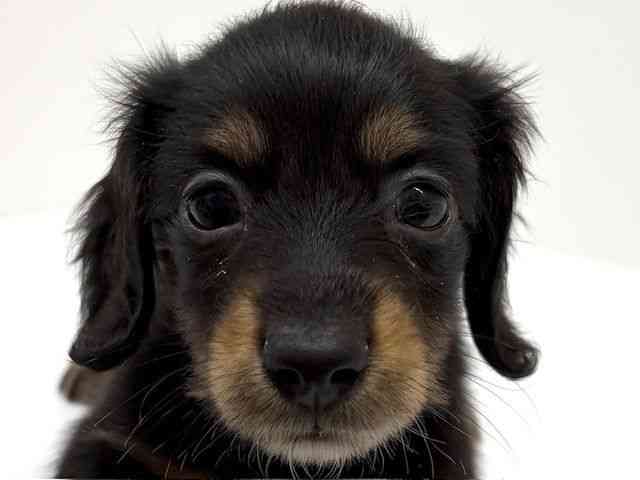 兵庫県のミニチュアダックスフンド(ロング) (ひごペットフレンドリーブルメールHAT神戸店/2026年2月22日生まれ/女の子/ブラックタン)の子犬の1枚目の画像