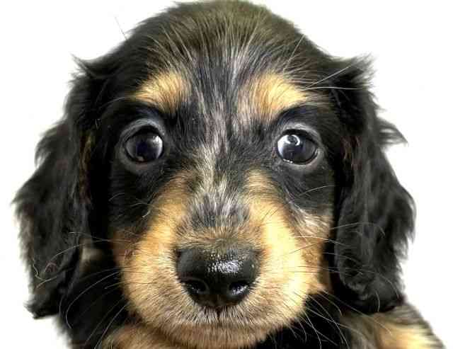 愛媛県のミニチュアダックスフンド(ロング) (ひごペットフレンドリーエミフルMASAKI店/2026年2月22日生まれ/男の子/シルバーダップル)の子犬の1枚目の画像