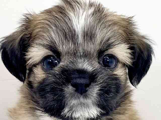 京都府のチワズー/チワシーズ(チワワ×シーズー) (ひごペットフレンドリーイズミヤショッピングセンター八幡店/2026年2月22日生まれ/男の子/セーブルホワイト)の子犬の1枚目の画像