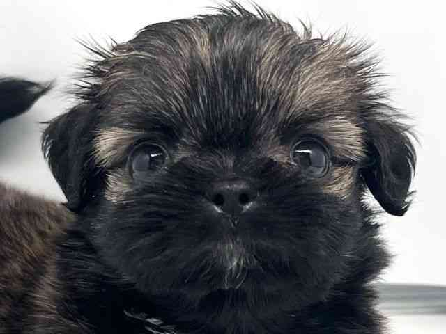 京都府のチワズー/チワシーズ(チワワ×シーズー) (ひごペットフレンドリー洛北阪急スクエア店/2026年2月22日生まれ/男の子/セーブルホワイト)の子犬の1枚目の画像