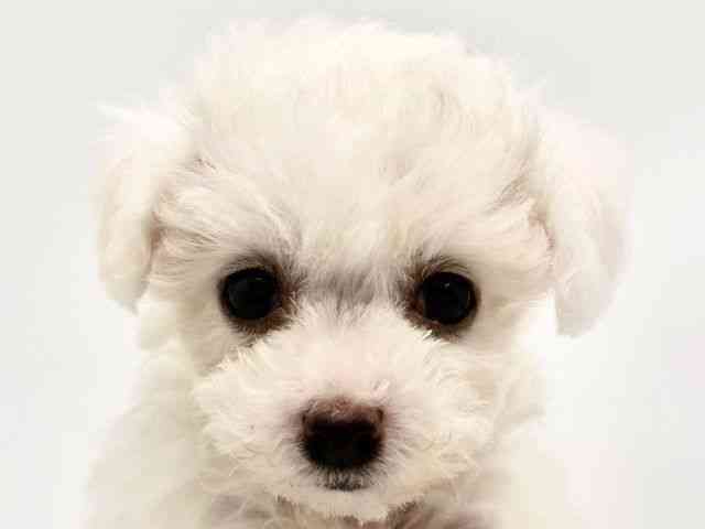 兵庫県のビションフリーゼ (ひごペットフレンドリーコロワ甲子園店/2026年2月20日生まれ/女の子/ホワイト)の子犬の1枚目の画像