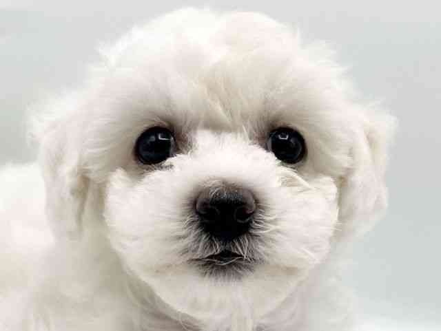 奈良県のビションフリーゼ (ひごペットフレンドリートナリエ大和高田店/2026年2月20日生まれ/女の子/ホワイト)の子犬の1枚目の画像