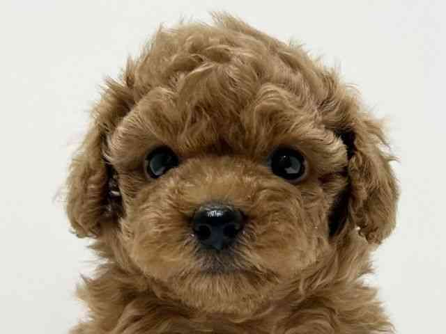 愛知県のトイプードル(トイ) (ひごペットフレンドリーららぽーと名古屋みなとアクルス店/2026年2月19日生まれ/女の子/オレンジフォーン)の子犬の1枚目の画像