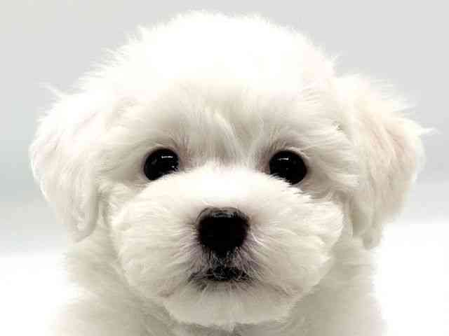 京都府のビションフリーゼ (ひごペットフレンドリーイオンモール高の原店/2026年2月22日生まれ/女の子/ホワイト)の子犬の1枚目の画像