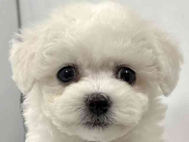 京都府のビションフリーゼ (ひごペットフレンドリー京都店/2026年2月22日生まれ/女の子/ホワイト)の子犬の1枚目の画像