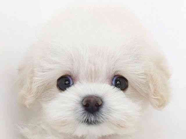 大阪府のポメプー(ポメラニアン×プードル) (ひごペットフレンドリーいこらもーる泉佐野店/2026年2月11日生まれ/女の子/クリーム)の子犬