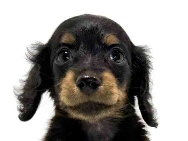 兵庫県のカニンヘンダックスフンド(ロング) (ひごペットフレンドリーイトーヨーカドー明石店/2026年2月17日生まれ/女の子/ブラックタン)の子犬の1枚目の画像