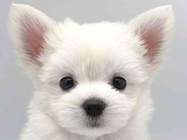 奈良県のチワマル/マルチワ(チワワ×マルチーズ) (ひごペットフレンドリー田原本店/2026年2月22日生まれ/女の子/ホワイトクリーム)の子犬の1枚目の画像