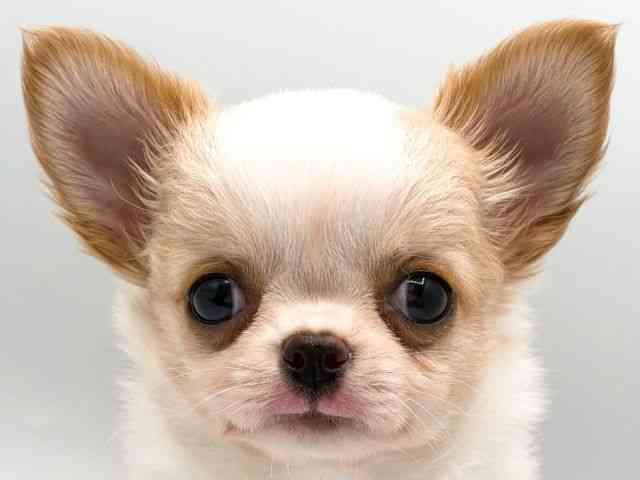 奈良県のチワワ(ロング) (ひごペットフレンドリー田原本店/2026年2月24日生まれ/男の子/フォーンホワイト)の子犬の1枚目の画像