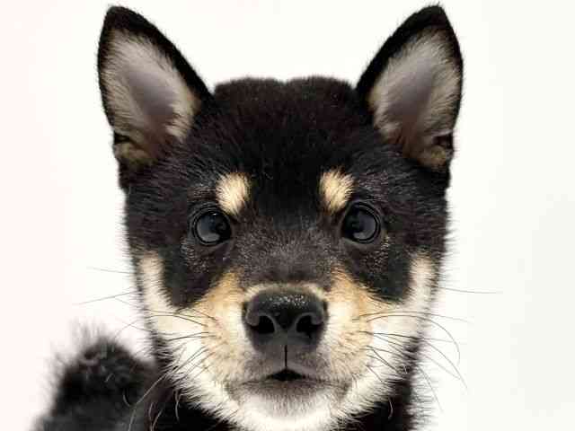 大阪府の柴犬(標準サイズ) (ひごペットフレンドリーイオン高槻店/2026年2月24日生まれ/男の子/黒)の子犬の1枚目の画像