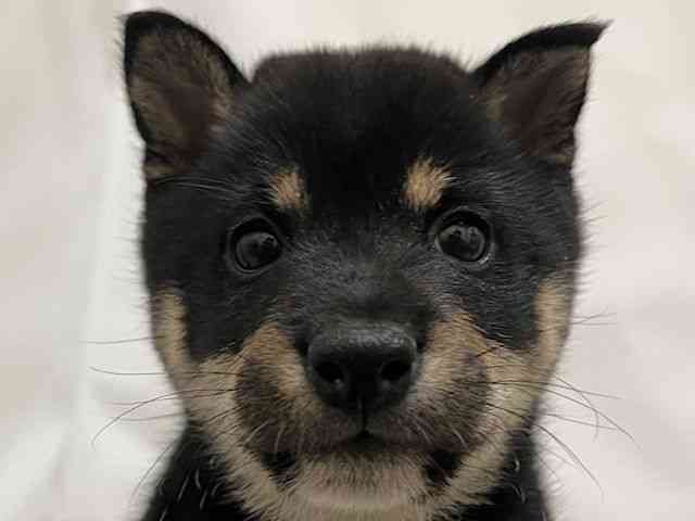 和歌山県の柴犬(標準サイズ) (ひごペットフレンドリーパームシティ和歌山店/2026年2月24日生まれ/男の子/黒)の子犬の1枚目の画像