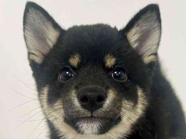 愛知県の柴犬(標準サイズ) (ひごペットフレンドリーイトーヨーカドー知多店/2026年2月22日生まれ/男の子/黒)の子犬の1枚目の画像