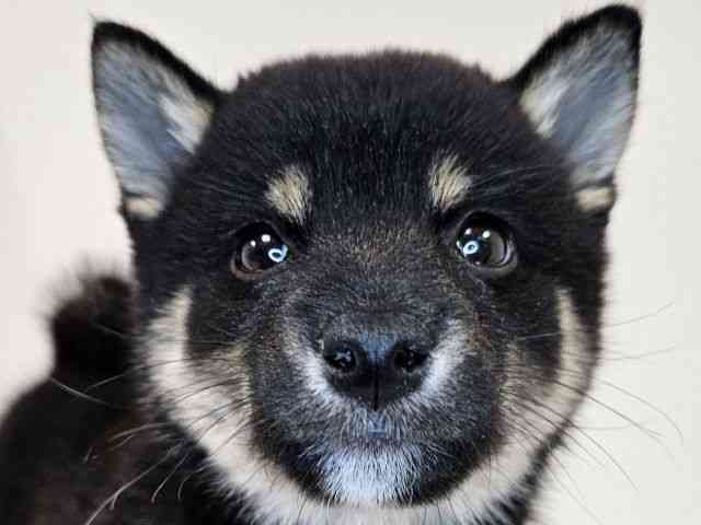 愛知県の柴犬(標準サイズ) (ひごペットフレンドリーイトーヨーカドー知多店/2026年2月22日生まれ/男の子/黒)の子犬の1枚目の画像