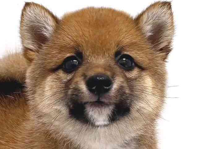 奈良県の柴犬(標準サイズ) (ひごペットフレンドリー奈良パワーシティ店/2026年2月22日生まれ/男の子/赤)の子犬の1枚目の画像
