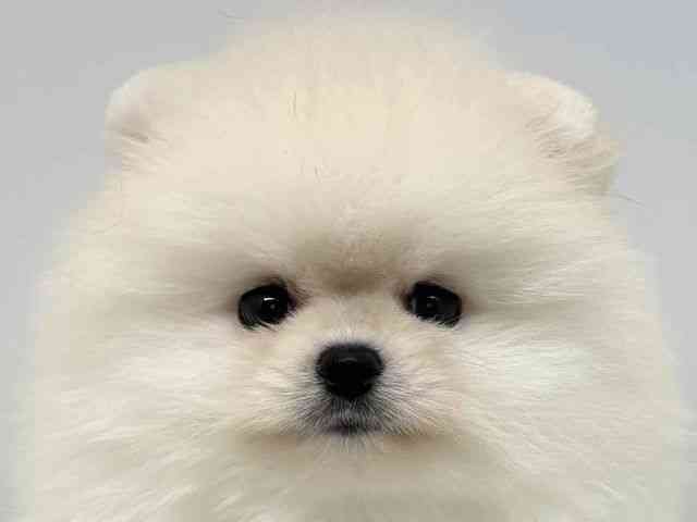 大阪府のポメラニアン (ひごペットフレンドリーセブンパーク天美店/2026年2月22日生まれ/男の子/クリーム)の子犬の1枚目の画像