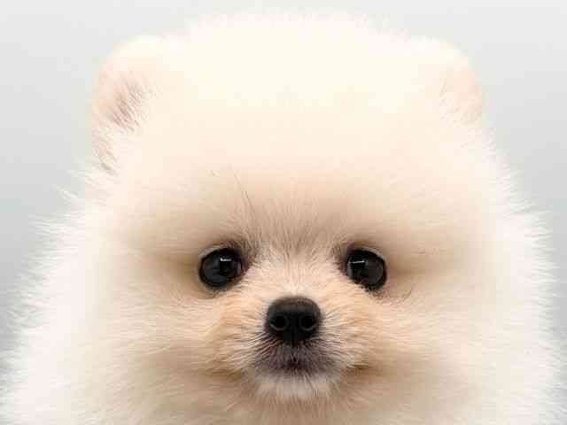 奈良県のポメラニアン (ひごペットフレンドリー田原本店/2026年2月22日生まれ/男の子/クリーム)の子犬の1枚目の画像