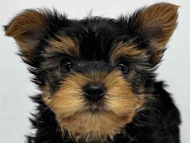 大阪府のヨークシャーテリア (ひごペットフレンドリーセブンパーク天美店/2026年2月23日生まれ/男の子/スチールブルータン)の子犬の1枚目の画像