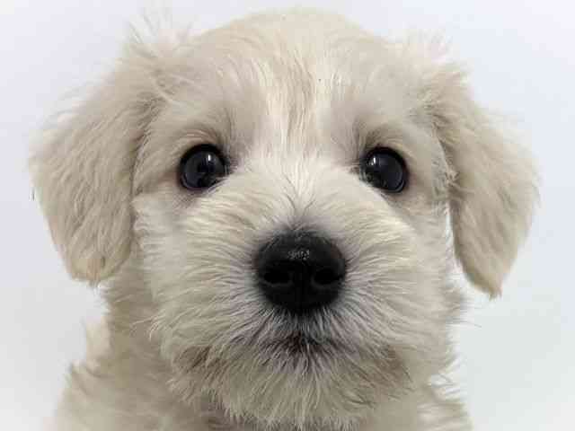 大阪府のミニチュアシュナウザー (ひごペットフレンドリーベルファⅡ都島店/2026年2月22日生まれ/男の子/ホワイト)の子犬の1枚目の画像