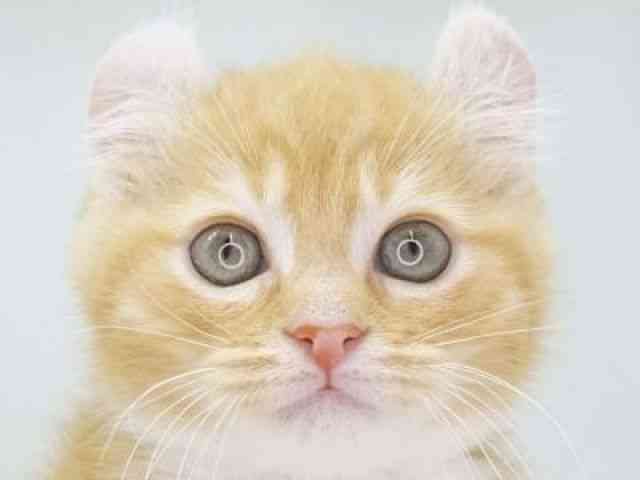 福岡県のマンチカン (ひごペットフレンドリーゆめタウン筑紫野店/2026年2月20日生まれ/女の子/レッドタビーホワイト)の子猫の1枚目の画像