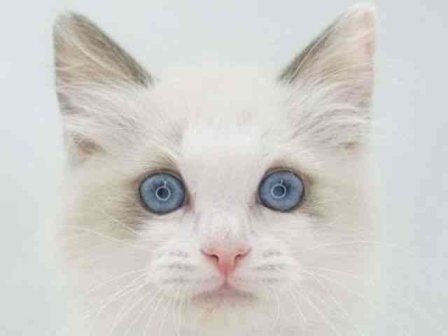 福岡県のラグドール (ひごペットフレンドリーゆめタウン筑紫野店/2026年2月13日生まれ/女の子/ブルーポイントバイカラー)の子猫の1枚目の画像