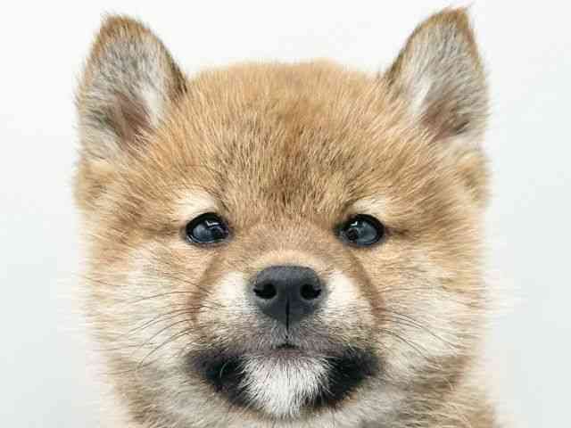 京都府の柴犬(標準サイズ) (ひごペットフレンドリーイオンモール高の原店/2026年2月20日生まれ/男の子/赤)の子犬の1枚目の画像