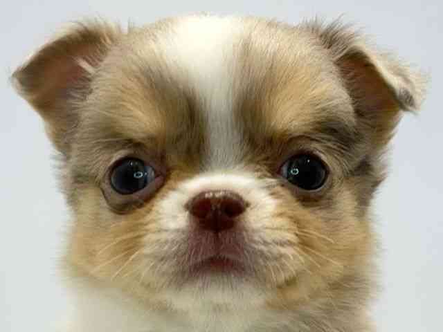 大阪府のチワワ(ロング) (ひごペットフレンドリーセブンパーク天美店/2026年2月22日生まれ/男の子/チョコレートマールタン＆ホワイト)の子犬の1枚目の画像