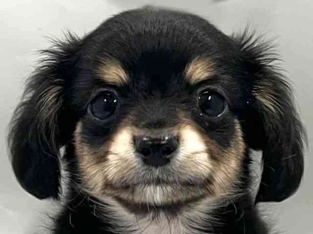 京都府のチワックス(チワワ×ダックス) (ひごペットフレンドリー京都店/2026年2月24日生まれ/男の子/ブラックタン)の子犬の1枚目の画像