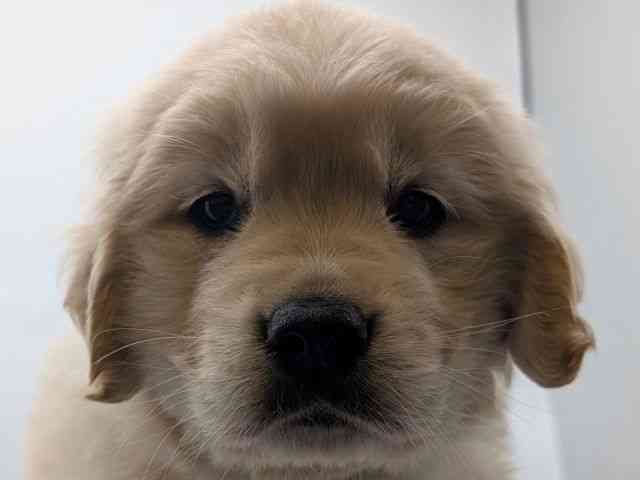 香川県のゴールデンレトリバー (ひごペットフレンドリーゆめタウン高松店/2026年2月25日生まれ/女の子/クリーム)の子犬の1枚目の画像