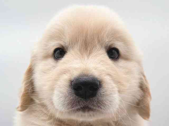 奈良県のゴールデンレトリバー (ひごペットフレンドリー田原本店/2026年2月25日生まれ/男の子/クリーム)の子犬の1枚目の画像