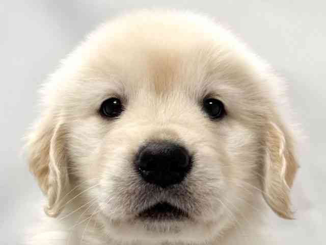 大阪府のゴールデンレトリバー (ひごペットフレンドリー堺プラットプラット店/2026年2月25日生まれ/女の子/クリーム)の子犬の1枚目の画像