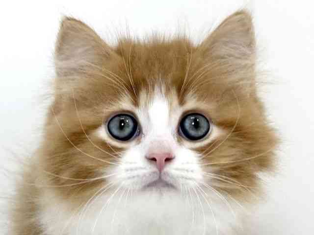 兵庫県のミヌエット (ひごペットフレンドリーイトーヨーカドー明石店/2026年2月20日生まれ/男の子/レッドタビーホワイト)の子猫