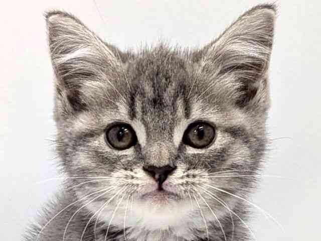 広島県のスコティッシュフォールド (ひごペットフレンドリーゆめタウン廿日市店/2026年2月18日生まれ/女の子/ブルーパッチドマッカレルタビー)の子猫の1枚目の画像