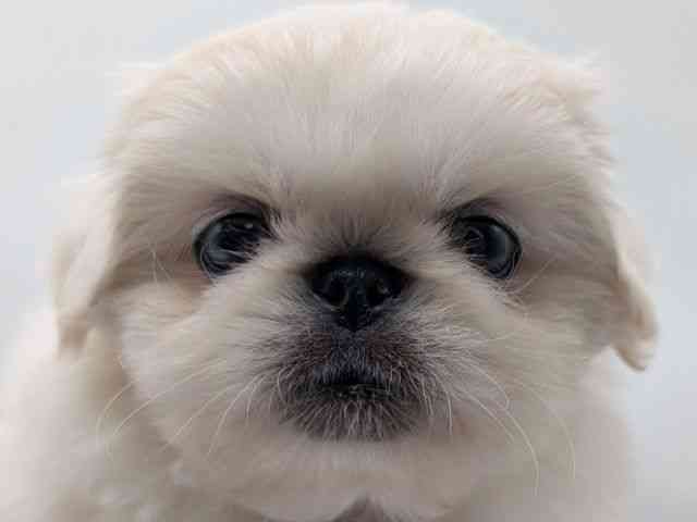 香川県のペキニーズ (ひごペットフレンドリーゆめタウン高松店/2026年2月25日生まれ/男の子/ホワイト)の子犬の1枚目の画像