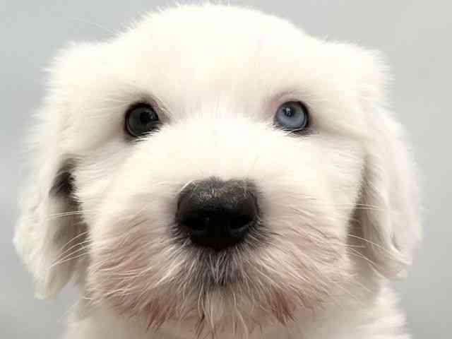 愛媛県のオールドイングリッシュシープドッグ (ひごペットフレンドリーエミフルMASAKI店/2026年2月25日生まれ/女の子/グレーホワイト)の子犬の1枚目の画像