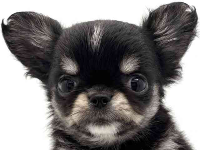 兵庫県のチワワ(ロング) (ひごペットフレンドリークラウンパーク伊丹店/2026年2月23日生まれ/女の子/ブラックタンホワイト)の子犬の1枚目の画像