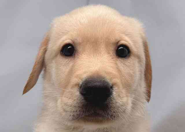 鳥取県のハーフ犬・ミックス犬 (ひごペットフレンドリーイオンモール鳥取北店/2026年2月26日生まれ/男の子/イエロー)の子犬の1枚目の画像