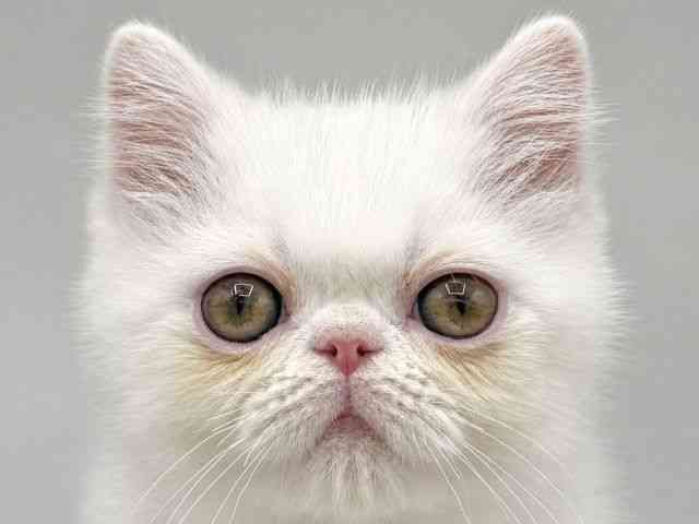 大阪府のエキゾチック (ひごペットフレンドリーららぽーとEXPOCITY店/2026年2月26日生まれ/男の子/ホワイト)の子猫の1枚目の画像