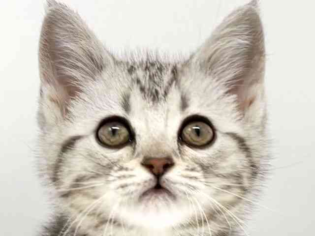 大阪府のアメリカンショートヘアー (ひごペットフレンドリーイオンタウン豊中庄内店/2026年2月21日生まれ/女の子/シルバータビー)の子猫