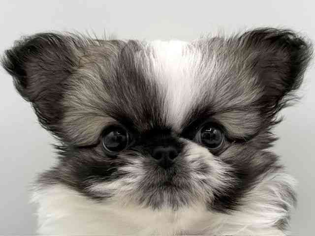 大阪府のチワペキ/ペキチー/ペキチワ(チワワ×ペキニーズ) (ひごペットフレンドリーららぽーとEXPOCITY店/2026年2月25日生まれ/男の子/フォーンホワイト)の子犬の1枚目の画像