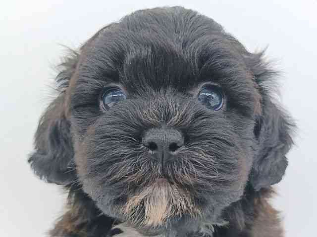 大阪府のプーズー/プーシーズ(プードル×シーズー) (ひごペットフレンドリー泉ヶ丘店/2026年2月24日生まれ/男の子/ブラックホワイト)の子犬の1枚目の画像