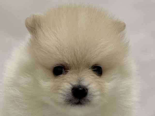 和歌山県のポメラニアン (ひごペットフレンドリーパームシティ和歌山店/2026年2月7日生まれ/男の子/クリーム)の子犬の1枚目の画像