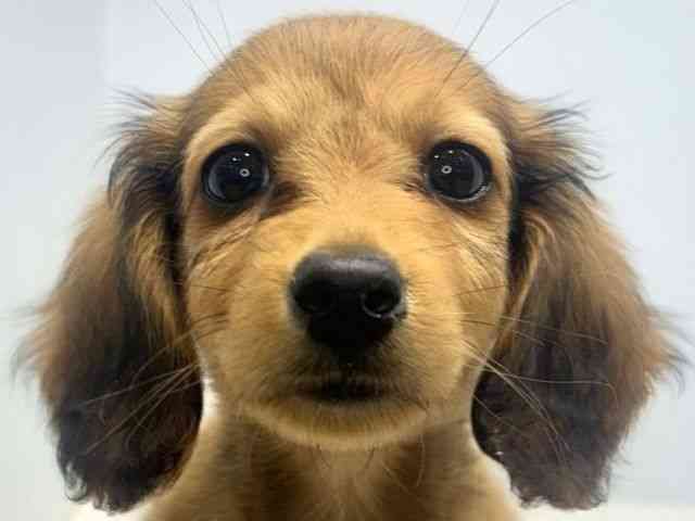 大阪府のミニチュアダックスフンド(ロング) (ひごペットフレンドリーセブンパーク天美店/2025年12月27日生まれ/女の子/レッド)の子犬