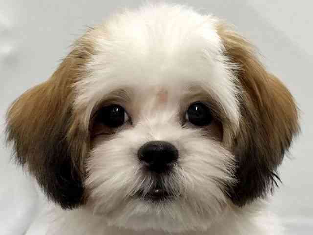 京都府のマルズー/マルシーズ(マルチーズ×シーズー) (ひごペットフレンドリー京都店/2025年11月12日生まれ/男の子/ゴールドホワイト)の子犬の1枚目の画像