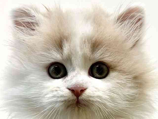 大阪府のサイベリアン (ひごペットフレンドリーイオン高槻店/2026年3月1日生まれ/男の子/クリームホワイトバン)の子猫の1枚目の画像